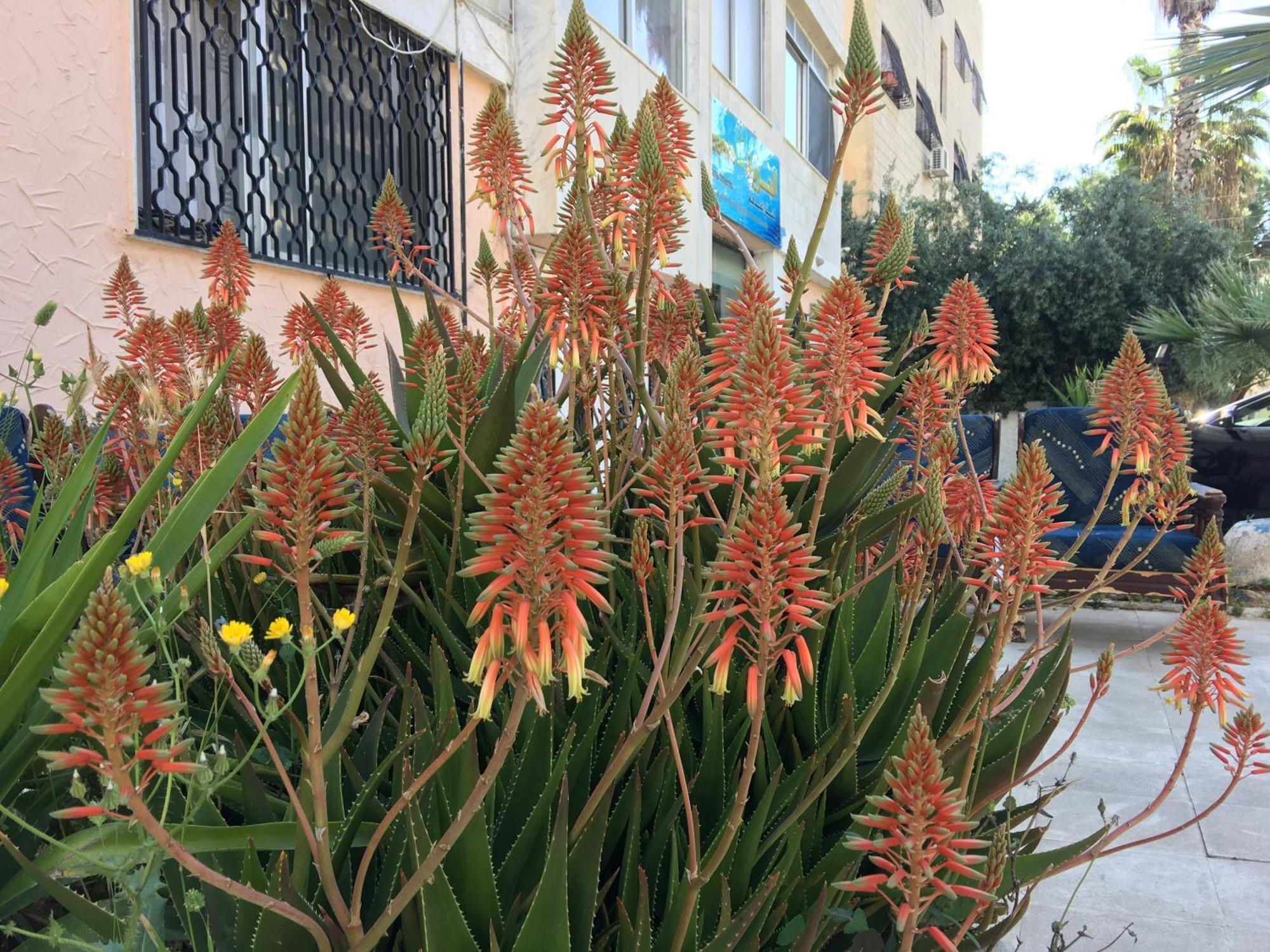 الجزيرة للشقق الفندقية عمان المظهر الخارجي الصورة